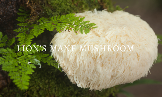 A Mushroom with Traditional Chinese Medicine Roots