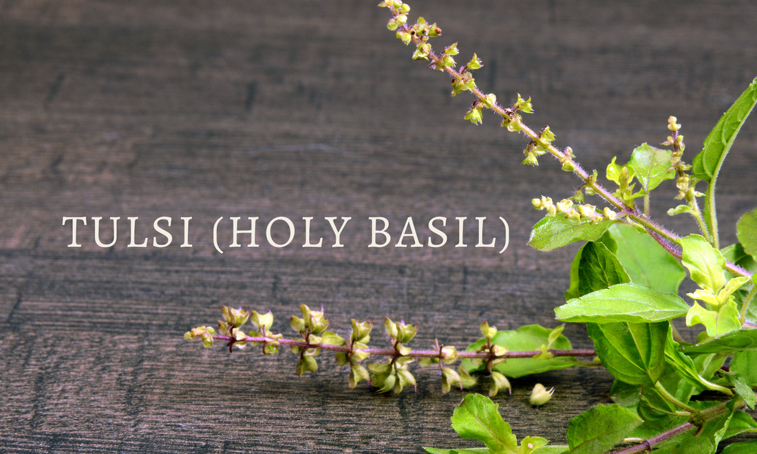 The Science behind India's Holiest Herb