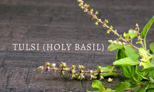 The Science behind India's Holiest Herb